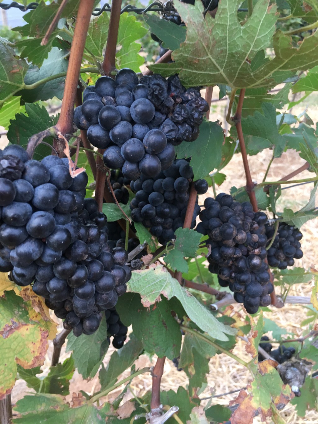 Khao Yai: Day 2 (Scenical Splash Park, Farm Chokchai, GranMonte Vineyard). 